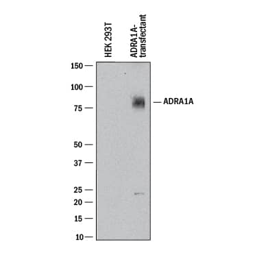 Western Blot alpha-1A Adrenergic R/ADRA1A Antibody (518508) [Unconjugated]