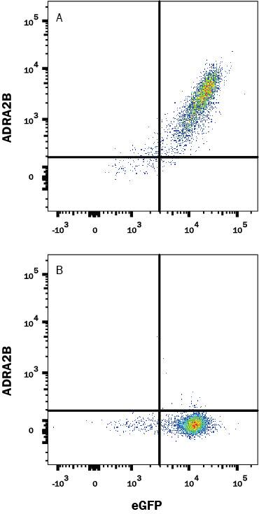 HEK293 human embryonic kidney cell line transfected with either (A) human ADRA2B or (B) irrelevant protein and eGFP was stained with Mouse Anti-Human ADRA2B Monoclonal Antibody (Catalog # MAB10324) followed by Allophycocyanin-conjugated Anti-Mouse IgG Secondary Antibody (Catalog # F0101B). Quadrant markers were set based on control antibody staining (Catalog # MAB002). View our protocol for Staining Membrane-associated Proteins.