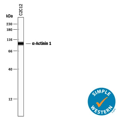 Simple Western lane view shows lysates of C2C12 mouse myoblast cell line, loaded at 0.5 mg/mL. A specific band was detected for  alpha -Actinin 1 at approximately 98 kDa (as indicated) using 2 µg/mL of Mouse Anti-Human/Mouse/Rat  alpha -Actinin 1 Monoclonal Antibody (Catalog # MAB8279). This experiment was conducted under reducing conditions and using the 12-230 kDa separation system.