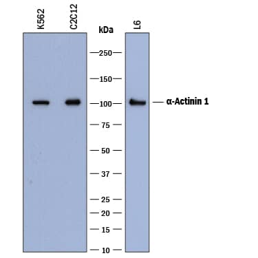 Western blot shows lysates of K562 human chronic myelogenous leukemia cell line, C2C12 mouse myoblast cell line, and L6 rat myoblast cell line. PVDF membrane was probed with 0.2 µg/mL of Mouse Anti-Human/Mouse/Rat a-Actinin 1 Monoclonal Antibody (Catalog # MAB8279) followed by HRP-conjugated Anti-Mouse IgG Secondary Antibody (Catalog # HAF018). A specific band was detected for a-Actinin 1 at approximately 100-105 kDa (as indicated). This experiment was conducted under reducing conditions and using Immunoblot Buffer Group 1.
