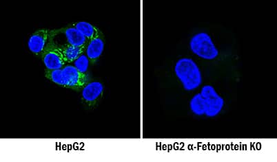 <b>Genetic Strategies Validation. </b>a-Fetoprotein/AFP was detected in immersion fixed HepG2 human hepatocellular carcinoma cell line but is not detected in a-Fetoprotein/AFP knockout (KO) HepG2 Human Cell Line cell line using Chicken Anti-Human/Rat a-Fetoprotein/AFP Antigen Affinity-purified Polyclonal Antibody (Catalog # AF1369) at 10 µg/mL for 3 hours at room temperature. Cells were stained using the NorthernLights™ 493-conjugated Anti-Chicken IgY Secondary Antibody (green; Catalog # NL018) and counterstained with DAPI (blue). Specific staining was localized to cytoplasm. View our protocol for Fluorescent ICC Staining of Cells on Coverslips.