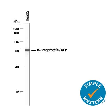Simple Western lane view shows lysates of HepG2 human hepatocellular carcinoma cell line, loaded at 0.2 mg/mL. A specific band was detected for  alpha ‑Fetoprotein/AFP at approximately 70 kDa (as indicated) using 2 µg/mL of Chicken Anti-Human/Rat  alpha ‑Fetoprotein/AFP Antigen Affinity-purified Polyclonal Antibody (Catalog # AF1369) followed by HRP-conjugated Anti-Chicken IgY Secondary Antibody. This experiment was conducted under reducing conditions and using the 12-230 kDa separation system.