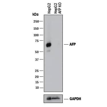 Knockout Validated alpha-Fetoprotein/AFP Antibody (189502) [Unconjugated]