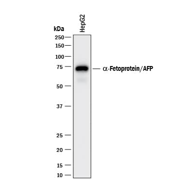 Western Blot alpha-Fetoprotein/AFP Antibody (189502) [Unconjugated]