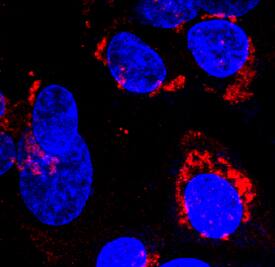 a-Fetoprotein/AFP was detected in immersion fixed BG01V human embryonic stem cells differentiated to hepatocytes using Mouse Anti-Human a-Fetoprotein/AFP Monoclonal Antibody (Catalog # MAB1369) at 10 µg/mL for 3 hours at room temperature. Cells were stained using the NorthernLights™ 557-conjugated Anti-Mouse IgG Secondary Antibody (red; Catalog # NL007) and counterstained with DAPI (blue). Specific staining was localized to cytoplasm. View our protocol for Fluorescent ICC Staining of Cells on Coverslips.