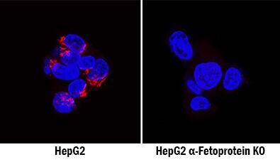 <b>Genetic Strategies Validation. </b>a-Fetoprotein/AFP was detected in immersion fixed HepG2 human hepatocellular carcinoma cell line but is not detected in a-Fetoprotein/AFP knockout (KO) HepG2 Human Cell Line cell line using Mouse Anti-Human a-Fetoprotein/AFP Monoclonal Antibody (Catalog # MAB1369) at 10 µg/mL for 3 hours at room temperature. Cells were stained using the NorthernLights™ 557-conjugated Anti-Mouse IgG Secondary Antibody (red; Catalog # NL007) and counterstained with DAPI (blue). Specific staining was localized to cytoplasm. View our protocol for Fluorescent ICC Staining of Cells on Coverslips.