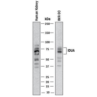 Western Blot alpha-L-Iduronidase/IDUA Antibody [Unconjugated]