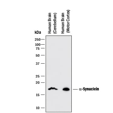 Western blot shows lysates of human brain (motor cortex and cerebellum) tissue. PVDF membrane was probed with 5 µg/mL of Mouse Anti-Human a-Synuclein Monoclonal Antibody (Catalog # MAB13383) followed by HRP-conjugated Anti-Mouse IgG Secondary Antibody (Catalog # HAF018). A specific band was detected for a-Synuclein at approximately 17 kDa (as indicated). This experiment was conducted under reducing conditions and using Immunoblot Buffer Group 3.