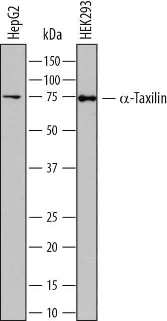 Western Blot alpha-Taxilin Antibody (812901)