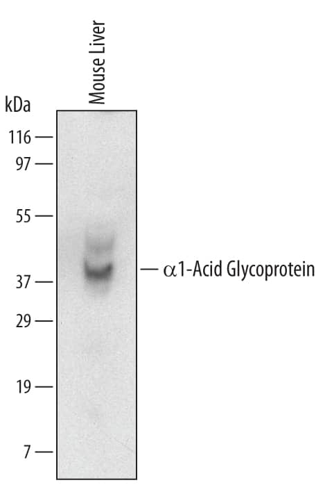 Western blot shows lysates of mouse liver tissue. PVDF Membrane was probed with 2 µg/mL of Rat Anti-Mouse a1-Acid Glycoprotein Monoclonal Antibody (Catalog # MAB5934) followed by HRP-conjugated Anti-Rat IgG Secondary Antibody (Catalog # HAF005). A specific band was detected for a1-Acid Glycoprotein at approximately 40 kDa (as indicated). This experiment was conducted under reducing conditions and using Immunoblot Buffer Group.