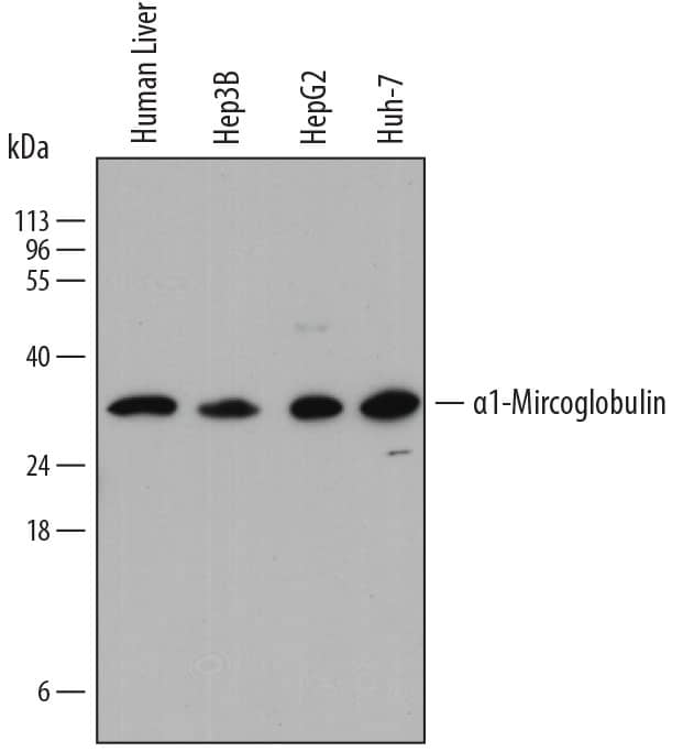 Western Blot alpha 1-Microglobulin Antibody (784917)