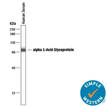 Simple Western lane view shows lysates of human serum, loaded at 1:5000. A specific band was detected for a1-Acid Glycoprotein at approximately 79 kDa (as indicated) using 5 µg/mL of Goat Anti-Human a1-Acid Glycoprotein Antigen Affinity-purified Polyclonal Antibody (Catalog # AF3694) followed by 1:50 dilution of HRP-conjugated Anti-Goat IgG Secondary Antibody (Catalog # HAF109). This experiment was conducted under reducing conditions and using the 12-230 kDa separation system.