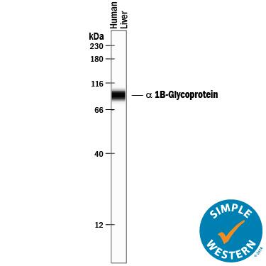 Simple Western lane view shows lysates of human liver tissue, loaded at 0.2 mg/mL. A specific band was detected for a 1B-Glycoprotein at approximately 94 kDa (as indicated) using 10 µg/mL of Sheep Anti-Human a 1B-Glycoprotein Antigen Affinity-purified Polyclonal Antibody (Catalog # AF7757) followed by 1:50 dilution of HRP-conjugated Anti-Sheep IgG Secondary Antibody (Catalog # HAF016). This experiment was conducted under reducing conditions and using the 12-230 kDa separation system.