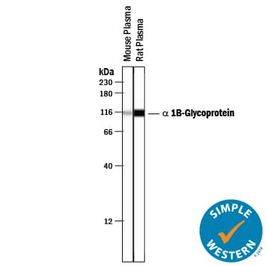 Simple Western alpha 1B-Glycoprotein Antibody [Unconjugated]