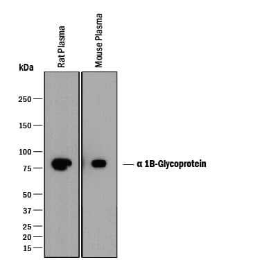 Western Blot alpha 1B-Glycoprotein Antibody [Unconjugated]