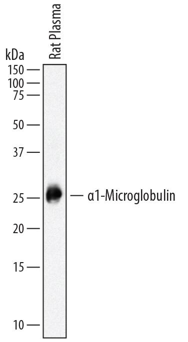 Western blot shows rat plasma. PVDF membrane was probed with 2 µg/mL of Mouse Anti-Rat a1-Microglobulin Monoclonal Antibody (Catalog # MAB7720) followed by HRP-conjugated Anti-Mouse IgG Secondary Antibody (Catalog # HAF007). A specific band was detected for a1-Microglobulin at approximately 26 kDa (as indicated). This experiment was conducted under reducing conditions and using Immunoblot Buffer Group 1.