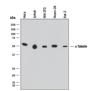Western blot shows lysates of HeLa human cervical epithelial carcinoma cell line, Jurkat human acute T cell leukemia cell line, NIH-3T3 mouse embryonic fibroblast cell line, Neuro-2A mouse neuroblastoma cell line, and Rat-2 rat embryonic fibroblast cell line. PVDF membrane was probed with 0.05 µg/mL of Mouse Anti-Human/Mouse/Rat a Tubulin Monoclonal Antibody (Catalog # MAB9344) followed by HRP-conjugated Anti-Mouse IgG Secondary Antibody (Catalog # HAF018). A specific band was detected for a Tubulin at approximately 52 kDa (as indicated). This experiment was conducted under reducing conditions and using Immunoblot Buffer Group 1.