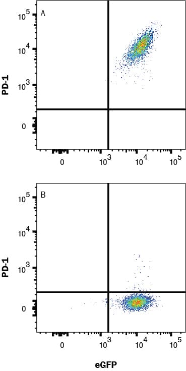 HEK293 human embryonic kidney cell line transfected with (A) mouse PD-1 or (B) irrelevant transfected cell line and eGFP were stained with Goat Anti-Mouse PD‑1 Biotinylated Antigen Affinity-purified Polyclonal Antibody (Catalog # BAF1021) followed by Streptavidin-Allophycocyanin (Catalog # F0050). View our protocol for Staining Membrane-associated Proteins. 