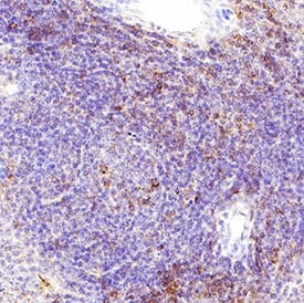 PD‑1 was detected in immersion fixed paraffin-embedded sections of mouse spleen using Goat Anti-Mouse PD‑1 Biotinylated Antigen Affinity-purified Polyclonal Antibody (Catalog # BAF1021) at 10 µg/mL overnight at 4 °C. Before incubation with the primary antibody, tissue was subjected to heat-induced epitope retrieval using Antigen Retrieval Reagent-Basic (CTS013). Tissue was stained using the Anti-Goat HRP-DAB Cell & Tissue Staining Kit (CTS008) and counterstained with hematoxylin (blue). Specific staining was localized to lymphocytes. Staining was performed using our protocol for Chromogenic IHC Staining of Paraffin-embedded Tissue Sections.