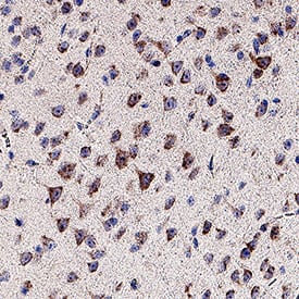 Artemin was detected in perfusion fixed paraffin-embedded sections of mouse brain using Goat Anti-Mouse Artemin Biotinylated Antigen Affinity-purified Polyclonal Antibody (Catalog # BAF1085) at 10 µg/ml for 1 hour at room temperature followed by incubation with the Streptavidin-HRP (Catalog # DY998). Before incubation with the primary antibody, tissue was subjected to heat-induced epitope retrieval using VisUCyte Antigen Retrieval Reagent-Basic (Catalog # VCTS021). Tissue was stained using DAB (brown) and counterstained with hematoxylin (blue). Specific staining was localized to the cell surface of neurons. View our protocol for Chromogenic IHC Staining of Paraffin-embedded Tissue Sections.