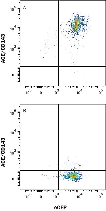 HEK293/mACE/eGFP transfectants (A) vs Irrelevant transfectants (B) were stained with Goat Anti-Mouse ACE/CD143 Biotinylated Antigen Affinity-purified Polyclonal Antibody (Catalog # BAF1513) followed by Streptavidin-Allophycocyanin (Catalog # F0050). View our protocol for Staining Membrane-associated Proteins. 