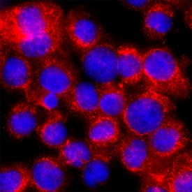 MD2 was detected in immersion fixed U937 human histiocytic lymphoma cell line using Sheep Anti-Human MD2 Biotinylated Antigen Affinity-purified Polyclonal Antibody (Catalog # BAF1787) at 15 µg/mL for 3 hours at room temperature. Cells were stained using the NorthernLights™ 557-conjugated Streptavidin (red; NL999) and counterstained with DAPI (blue). Specific staining was localized to cytoplasm. Staining was performed using our protocol for Fluorescent ICC Staining of Non-adherent Cells.