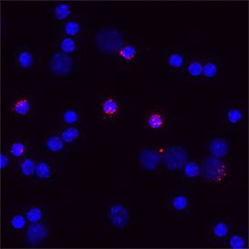 Granzyme B was detected in immersion fixed mouse splenocytes using Goat Anti-Mouse Granzyme B Biotinylated Antigen Affinity-purified Polyclonal Antibody (Catalog # BAF1865) at 15 &micro;g/mL for 3 hours at room temperature. Cells were stained using the NorthernLights&trade; 557-conjugated Streptavidin (red; NL999) and counterstained with DAPI (blue). Specific staining was localized to cytoplasm. Staining was performed using our protocol for Fluorescent ICC Staining of Non-adherent Cells.