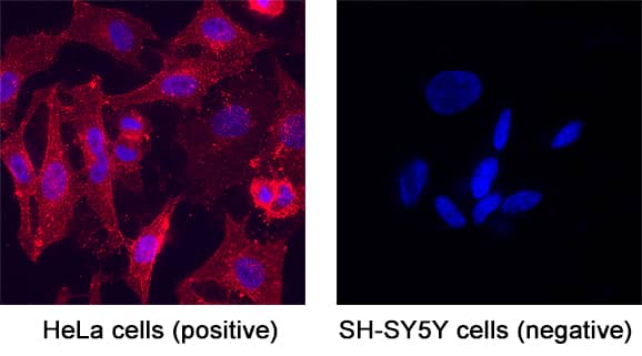 CD55/DAF was detected in immersion fixed HeLa human cervical epithelial carcinoma cell line (positive staining) and SH‑SY5Y human neuroblastoma cell line (negative staining) using Goat Anti-Human CD55/DAF Biotinylated Antigen Affinity-purified Polyclonal Antibody (Catalog # BAF2009) at 5 &micro;g/mL for 3 hours at room temperature. Cells were stained using the NorthernLights&trade; 557-conjugated Streptavidin (red; NL999) and counterstained with DAPI (blue). Specific staining was localized to cytoplasm. Staining was performed using our protocol for Fluorescent ICC Staining of Non-adherent Cells.