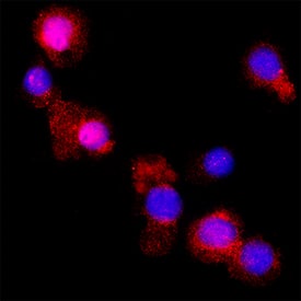 Galectin‑9 was detected in immersion fixed U937 human histiocytic lymphoma cell line using Goat Anti-Human Galectin‑9 Biotinylated Antigen Affinity-purified Polyclonal Antibody (Catalog # BAF2045) at 15 µg/mL for 3 hours at room temperature. Cells were stained using the NorthernLights™ 557-conjugated Streptavidin (red; NL999) and counterstained with DAPI (blue). Specific staining was localized to cytoplasm. Staining was performed using our protocol for Fluorescent ICC Staining of Non-adherent Cells.