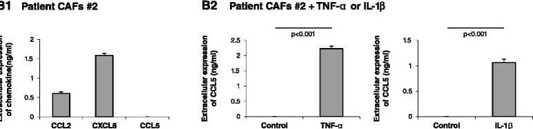 Basal and cytokine-induced release of inflammatory chemokines by patient CAFs. CAFs were isolated from lung metastasis of a breast cancer patient (CAFs #1) or from a primary tumor of a different breast cancer patient (CAFs #2). (A1, B1) Expression of the pro-malignancy chemokines CCL2, CXCL8 and CCL5 was determined by ELISA, in the linear range of absorbance. (A2, B2) Expression of CCL5 was determined following TNFa and IL-1 beta  stimulation (TNF-alpha , 50 ng/ml; IL-1 beta , 500 pg/ml; 48 hours). Control cells were stimulated by vehicle. Expression of the chemokines was determined by ELISA, in the linear range of absorbance. In all panels, the findings are representatives of at least n = 3 independent experiments that have shown similar results. Image collected and cropped by CiteAb from the following publication (//stemcellres.biomedcentral.com/articles/10.1186/s13287-015-0080-7), licensed under a CC-BY license. Not internally tested by R&D Systems.