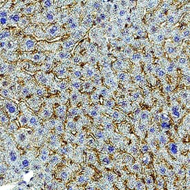 LDLR was detected in immersion fixed paraffin-embedded sections of mouse liver using Goat Anti-Mouse LDLR Biotinylated Antigen Affinity-purified Polyclonal Antibody (Catalog # BAF2255) at 10 &micro;g/mL for 1 hour at room temperature followed by incubation with the Anti-Goat IgG VisUCyte&trade; HRP Polymer Antibody (VC004). Before incubation with the primary antibody, tissue was subjected to heat-induced epitope retrieval using Antigen Retrieval Reagent-Basic (CTS013). Tissue was stained using DAB (brown) and counterstained with hematoxylin (blue). Specific staining was localized to cell membrane in sinusoids. Staining was performed using our protocol for IHC Staining with VisUCyte HRP Polymer Detection Reagents.