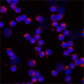 CD200R1 was detected in immersion fixed mouse splenocytes using Goat Anti-Mouse CD200R1 Biotinylated Antigen Affinity-purified Polyclonal Antibody (Catalog # BAF2554) at 15 µg/mL for 3 hours at room temperature. Cells were stained using the NorthernLights™ 557-conjugated Streptavidin (red; NL999) and counterstained with DAPI (blue). Specific staining was localized to cytoplasm and cell surface. Staining was performed using our protocol for Fluorescent ICC Staining of Non-adherent Cells.