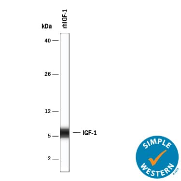 Simple Western lane view shows lysates of Recombinant Human IGF-1, loaded at 0.2 mg/mL. A specific band was detected for IGF-I/IGF-1 at approximately 6 kDa (as indicated) using 50 µg/mL of Goat Anti-Human IGF-I/IGF-1 Biotinylated Antigen Affinity-purified Polyclonal Antibody (Catalog # BAF291) . This experiment was conducted under reducing conditions and using the 2-40kDa separation system.