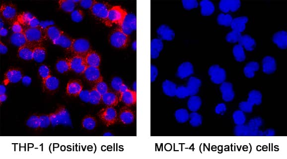 CD14 was detected in immersion fixed THP‑1 human acute monocytic leukemia cell line (Positive) and absent in MOLT‑4 human acute lymphoblastic leukemia cell line (Negative) using Sheep Anti-Human CD14 Biotinylated Antigen Affinity-purified Polyclonal Antibody (Catalog # BAF383) at 5 µg/mL for 3 hours at room temperature. Cells were stained using the NorthernLights™ 557-conjugated Streptavidin (red; Catalog # NL999) and counterstained with DAPI (blue). Specific staining was localized to cell surface. View our protocol for Fluorescent ICC Staining of Non-adherent Cells.