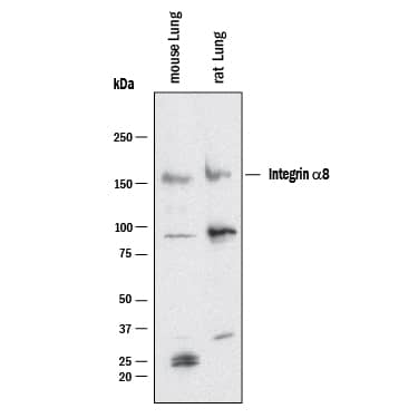 Western blot shows lysates of Mouse Lung and Rat Lung. PVDF membrane was probed with 0.5 µg/mL of Goat Anti-Mouse Integrin  alpha 8 Biotinylated Antigen Affinity-purified Polyclonal Antibody (Catalog # BAF4076) followed by Streptavidin-HRP (Catalog # DY998) in 3% BSA. A specific band was detected for Integrin  alpha 8 at approximately 155 kDa (as indicated). This experiment was conducted under reducing conditions and using Western Blot Buffer Group 1.