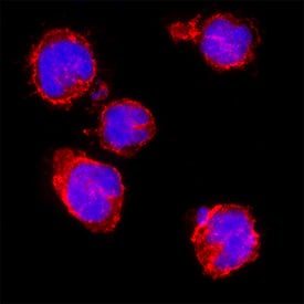 Integrin  alpha 4/CD49d was detected in immersion fixed MOLT‑4 human acute lymphoblastic leukemia cell line using Mouse Anti-Human Integrin  alpha 4/CD49d Biotinylated Monoclonal Antibody (Catalog # BAM1354) at 8 µg/mL for 3 hours at room temperature. Cells were stained using the NorthernLights™ 557-conjugated Streptavidin (red; NL999) and counterstained with DAPI (blue). Specific staining was localized to cell surface. Staining was performed using our protocol for Fluorescent ICC Staining of Non-adherent Cells.