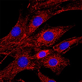 ABCG2 was detected in immersion fixed A549 human lung carcinoma cell line using Mouse Anti-Human ABCG2 Biotinylated Monoclonal Antibody (Catalog # BAM995) at 5 µg/mL for 3 hours at room temperature. Cells were stained using the NorthernLights™ 557-conjugated Streptavidin (red; NL999) and counterstained with DAPI (blue). Specific staining was localized to cytoplasm. Staining was performed using our protocol for Fluorescent ICC Staining of Non-adherent Cells.