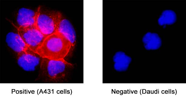 Immunocytochemistry CD44 Antibody (2F10) [Unconjugated] - v6