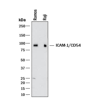 Western blot shows lysates of Ramos human Burkitt's lymphoma cell line and Raji human Burkitt's lymphoma cell line. PVDF membrane was probed with 1:1000 µg/mL of Goat Anti-Human ICAM‑1/CD54 Polyclonal Antibody (Catalog # BBA17) followed by HRP-conjugated Anti-Goat IgG Secondary Antibody (HAF017). A specific band was detected for ICAM‑1/CD54 at approximately 90 kDa (as indicated). This experiment was conducted under reducing conditions and using Western Blot Buffer Group 1.