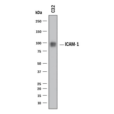 Western Blot ICAM-1/CD54 Antibody (BBIG-I1) [Unconjugated]
