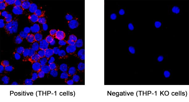 <b>Genetic Strategies Validation. </b>CD31/PECAM‑1 was detected in immersion fixed THP‑1 human acute monocytic leukemia cell line but is not detected in CD31/PECAM‑1 knockout (KO) THP‑1 human cell line using Mouse Anti-Human CD31/PECAM‑1 Monoclonal Antibody (Catalog # BBA7) at 8 &micro;g/mL for 3 hours at room temperature. Cells were stained using the NorthernLights&trade; 557-conjugated Anti-Mouse IgG Secondary Antibody (red; NL007) and counterstained with DAPI (blue). Specific staining was localized to cell membrane. Staining was performed using our protocol for Fluorescent ICC Staining of Non-adherent Cells.