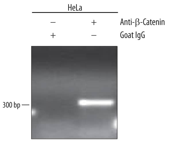 HeLa human cervical epithelial carcinoma cell line were fixed using formaldehyde, resuspended in lysis buffer, and sonicated to shear chromatin.  beta -Catenin/ DNA complexes were immuno-precipitated using 5 µg Goat Anti-Human/Mouse/Rat  beta -Catenin Antigen Affinity-purified Polyclonal Antibody (Catalog # AF1329) or control antibody (Catalog # AB-108-C) for 15 minutes in an ultrasonic bath, followed by Biotinylated Anti-Goat IgG Secondary Antibody (Catalog # BAF109). Immuno-complexes were captured using 50 µL of MagCellect Streptavidin Ferrofluid (Catalog # MAG999) and DNA was purified using chelating resin solution. TheSU(Z)12promoter was detected by standard PCR.