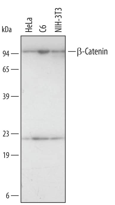 Western blot shows lysates of HeLa human cervical epithelial carcinoma cell line, C6 rat glioma cell line, and NIH-3T3 mouse embryonic fibroblast cell line. PVDF membrane was probed with 2 µg/mL of Human/Mouse/Rat  beta -Catenin Monoclonal Antibody (Catalog # MAB13292) followed by HRP-conjugated Anti-Mouse IgG Secondary Antibody (Catalog # HAF007). A specific band was detected for  beta -Catenin at approximately 95 kDa (as indicated). This experiment was conducted under reducing conditions and using Immunoblot Buffer Group 3.