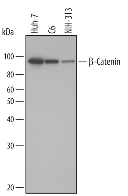 Western blot shows lysates of Huh-7 human hepatoma cell line, C6 rat glioma cell line, and NIH-3T3 mouse embryonic fibroblast cell line. PVDF membrane was probed with 2 µg/mL of Mouse Anti-Human/Mouse/Rat  beta -Catenin Monoclonal Antibody (Catalog # MAB1329) followed by HRP-conjugated Anti-Mouse IgG Secondary Antibody (Catalog # HAF007). A specific band was detected for  beta -Catenin at approximately 95 kDa (as indicated). This experiment was conducted under reducing conditions and using Immunoblot Buffer Group 3.