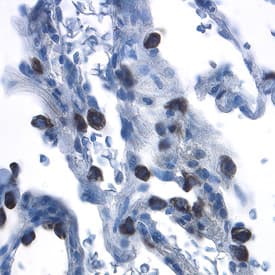 Immunohistochemistry beta-Defensin 4/2 Antibody