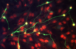  beta ‑III Tubulin was detected in immersion fixed differentiated human neural progenitor cells using Mouse Anti-Neuron-specific  beta ‑III Tubulin Monoclonal Antibody (clone TuJ-1) (Catalog # MAB1195) for 3 hours at room temperature. Cells were stained (green) and counterstained (red). View our protocol for Fluorescent ICC Staining of Cells on Coverslips.