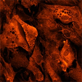 Immunocytochemistry beta-3 Adrenergic R/ADRB3 Antibody (493324) [Unconjugated]