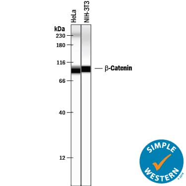 Simple Western lane view shows lysates of HeLa human cervical epithelial carcinoma cell line and NIH-3T3 mouse embryonic fibroblast cell line, loaded at 0.2 mg/mL. A specific band was detected for  beta -Catenin at approximately 94-97 kDa (as indicated) using 50 µg/mL of Goat Anti-Human/Mouse/Rat  beta -Catenin Antigen Affinity-purified Polyclonal Antibody (Catalog # AF1329) followed by 1:50 dilution of HRP-conjugated Anti-Goat IgG Secondary Antibody (Catalog # HAF109). This experiment was conducted under reducing conditions and using the 12-230 kDa separation system. Non-specific interaction with the 230 kDa Simple Western standard may be seen with this antibody.