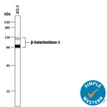 Simple Western beta-Galactosidase-1/GLB1 Antibody [Unconjugated]