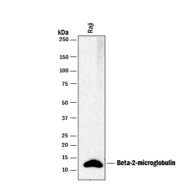 Western blot shows lysates of Raji human Burkitt's lymphoma cell line. PVDF membrane was probed with 2 µg/mL of Mouse Anti-Human  beta 2-Microglobulin Monoclonal Antibody (Catalog # MAB82481) followed by HRP-conjugated Anti-Mouse IgG Secondary Antibody (Catalog # HAF018). A specific band was detected for  beta 2-Microglobulin at approximately 12 kDa (as indicated). This experiment was conducted under reducing conditions and using Immunoblot Buffer Group 1.